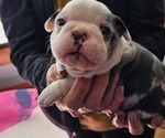 Small Photo #3 Boston Terrier Puppy For Sale in GENOA, NE, USA