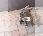 Small Photo #5 American Bully Puppy For Sale in PHOENIX, AZ, USA