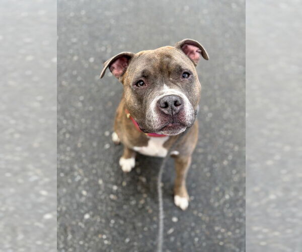 Medium Photo #7 American Pit Bull Terrier-Unknown Mix Puppy For Sale in Brewster, NY, USA