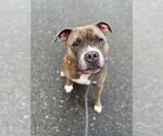 Small #6 American Pit Bull Terrier Mix