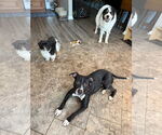 Small #22 American Pit Bull Terrier Mix