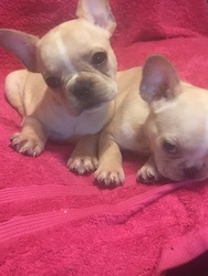 French Bulldog Puppy for sale in HAMDEN, CT, USA