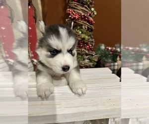 Pomsky Puppy for sale in DONIPHAN, MO, USA