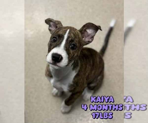 Medium Photo #1 Mutt Puppy For Sale in Woodbury, NY, USA