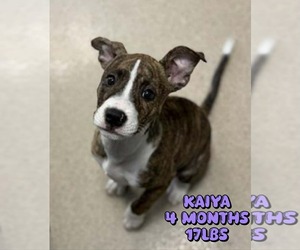 Mutt Dogs for adoption in Woodbury, NY, USA