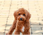 Small #5 Cavapoo (Miniature)