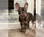 Small Photo #7 French Bulldog Puppy For Sale in PALATINE, IL, USA