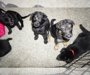 German Shepherd Dog Puppy for sale in DETROIT, MI, USA