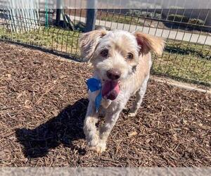 Medium Poodle (Miniature) Mix