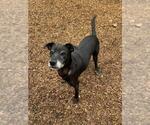 Small #1 Labrador Retriever Mix