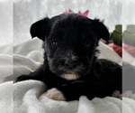 Small #3 Morkie
