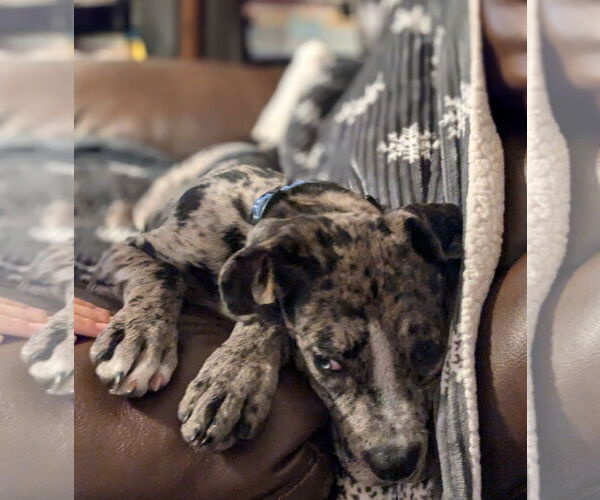 Medium Photo #9 Catahoula Leopard Dog-Unknown Mix Puppy For Sale in Brooklyn Center, MN, USA