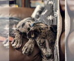 Small #8 Catahoula Leopard Dog Mix