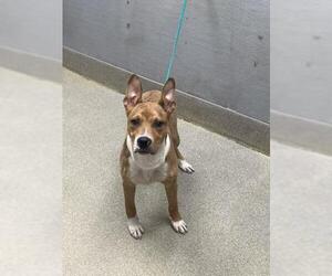 Mutt Dogs for adoption in Las Vegas, NV, USA