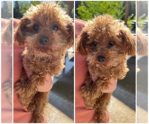 Poodle (Toy) Puppy for Sale in LA CENTER, Washington USA