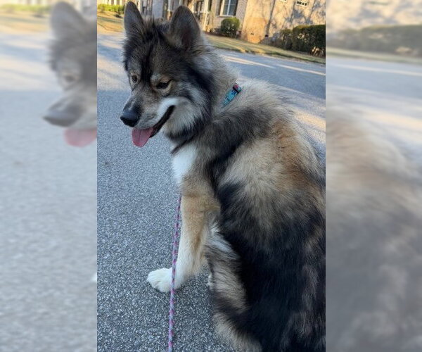 Medium Photo #5 Alaskan Malamute-Keeshond Mix Puppy For Sale in Newfoundland, PA, USA
