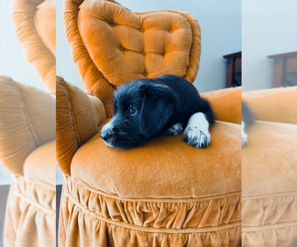 Medium Photo #4 Mutt Puppy For Sale in Oak Bluffs, MA, USA