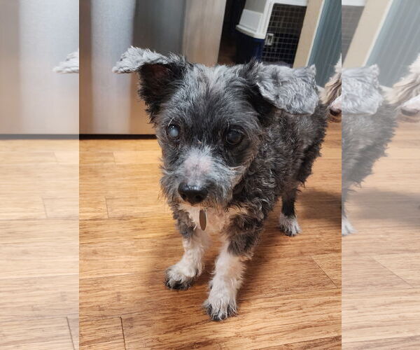 Medium Photo #5 Maltese-Unknown Mix Puppy For Sale in St. Louis Park, MN, USA