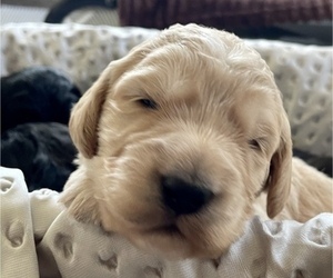 Goldendoodle Puppy for sale in CENTURIA, WI, USA