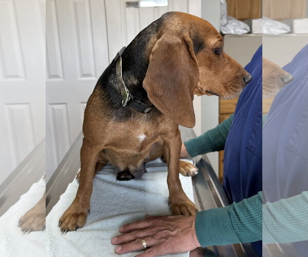 Medium Photo #2 Basset Hound-Unknown Mix Puppy For Sale in Wakefield, RI, USA