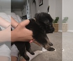 Puppy Puppy 3 German Shepherd Dog
