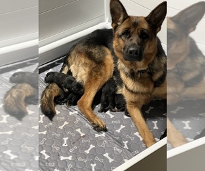 German Shepherd Dog Puppy for sale in KAUKAUNA, WI, USA