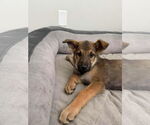 Small #2 German Shepherd Dog Mix