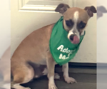 Small #1 Chihuahua Mix