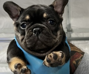 French Bulldog Puppy for sale in LOUISVILLE, KY, USA