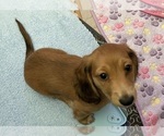 Small Photo #1 Dachshund Puppy For Sale in LA VERNE, CA, USA
