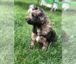 Small Photo #2 Aussiedoodle Puppy For Sale in COMMERCE, MI, USA