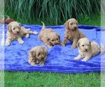 Small Photo #2 Goldendoodle-Poodle (Miniature) Mix Puppy For Sale in MYERSTOWN, PA, USA