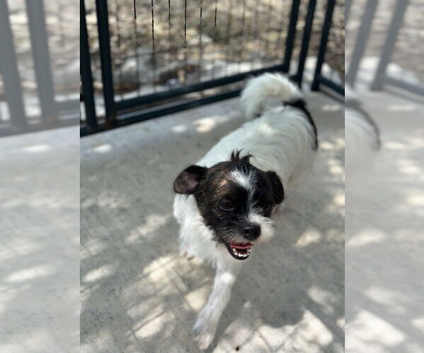 Medium Photo #3 Mutt Puppy For Sale in Oak Bluffs, MA, USA