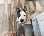 Small #2 Mutt