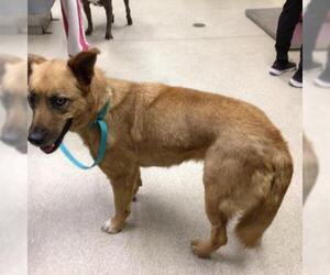 Gerberian Shepsky Dogs for adoption in Riverside, CA, USA