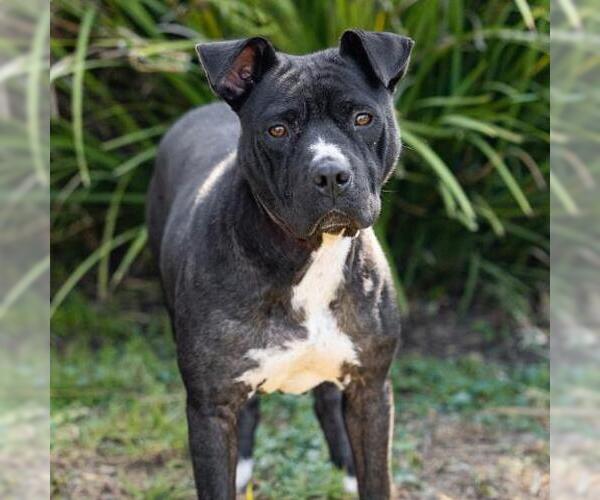 Medium Photo #2 Chinese Shar-Pei-Unknown Mix Puppy For Sale in Camarillo, CA, USA