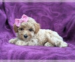 Small Photo #2 Poochon Puppy For Sale in LINCOLN UNIV, PA, USA