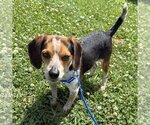 Small #2 Beagle