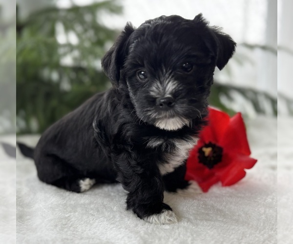 Medium Photo #10 Morkie Puppy For Sale in ROCK STREAM, NY, USA