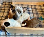 Small #8 Chihuahua Mix