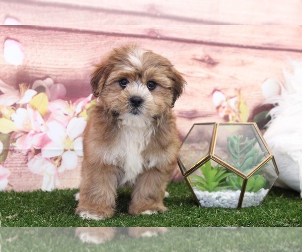 Medium Photo #1 Shorkie Tzu Puppy For Sale in MARIETTA, GA, USA