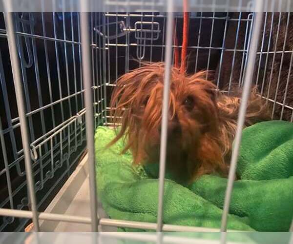 Medium Photo #4 Mutt Puppy For Sale in Lewistown, PA, USA