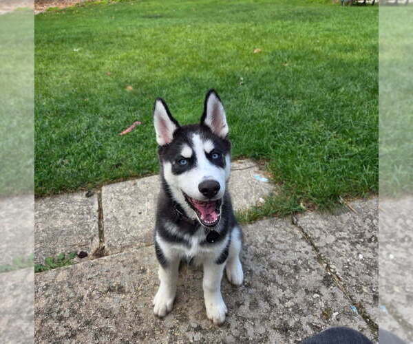 Medium Photo #1 Siberian Husky Puppy For Sale in STREAMWOOD, IL, USA