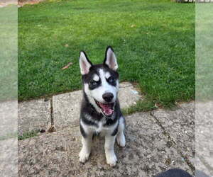 Siberian Husky Puppy for sale in STREAMWOOD, IL, USA