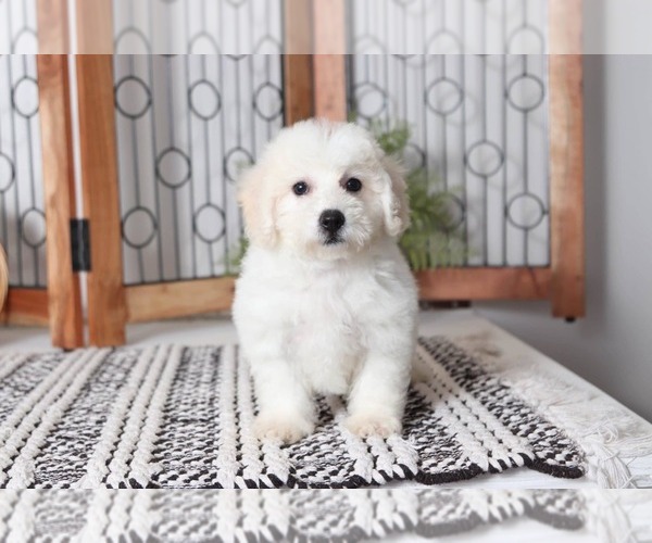 Medium Photo #2 Bichon Frise Puppy For Sale in NAPLES, FL, USA