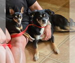 Small #1 Pug Mix