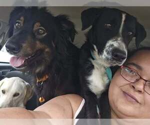 Labrador Retriever-Unknown Mix Dogs for adoption in Oakhurst, NJ, USA