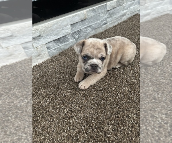 Medium Photo #1 French Bulldog Puppy For Sale in LORAIN, OH, USA