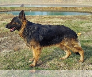Father of the German Shepherd Dog puppies born on 04/29/2023