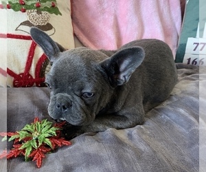 French Bulldog Puppy for sale in JOHNS ISLAND, SC, USA